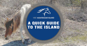 A quick guide to Assateague Island