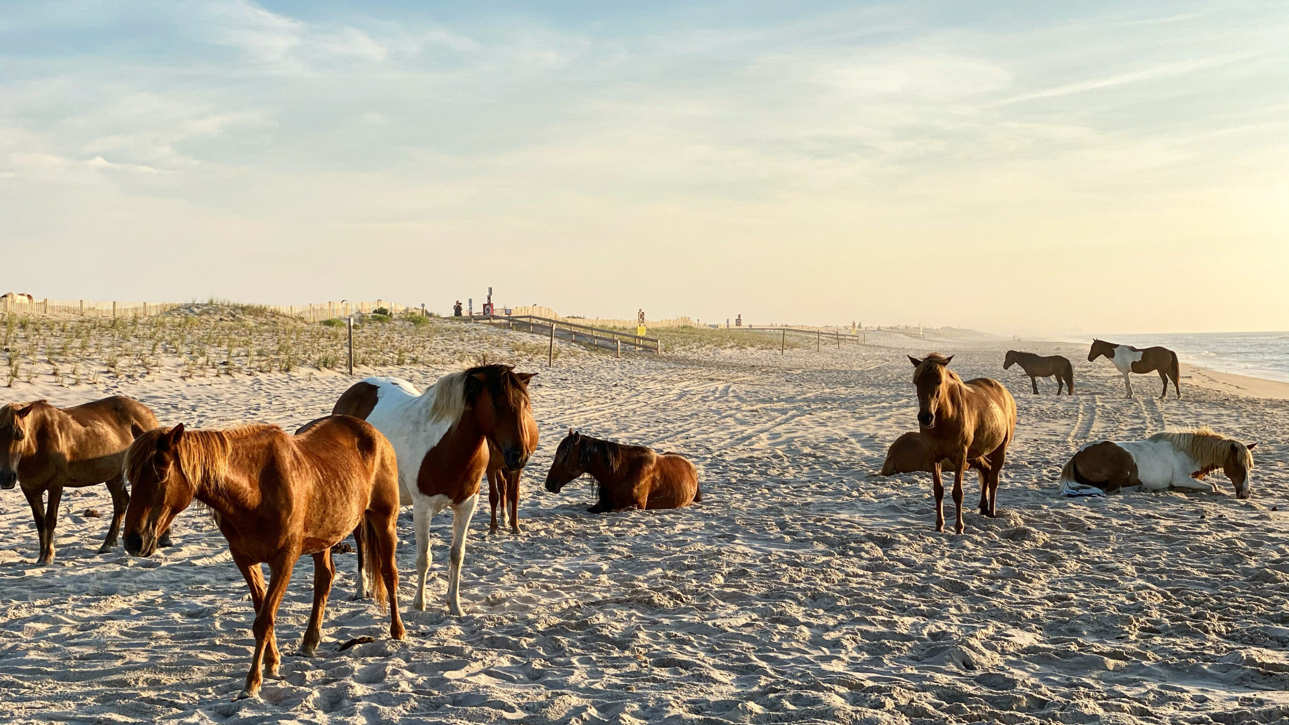 Assateague horses on the beach at sunrise